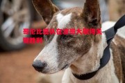 德信体育-哥伦比亚队在波哥大取得关键胜利